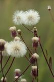 Erigeron uralensis. Соплодия. Беларусь, Витебская обл., окр. пос. Езерище, выкашиваемый суходольный луг. 18.07.2024.