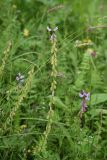 Polygala major. Соплодие с последними цветками на верхушке. Чечня, Шаройский р-н, с. Хакмадой, выс. ок. 1650 м н.у.м., луг в 200 м от минерального источника. 2 июля 2024 г.