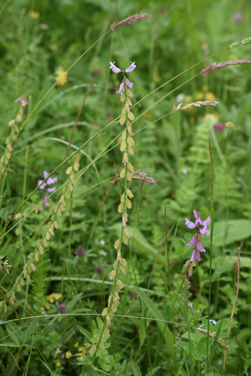 Image of Polygala major specimen.