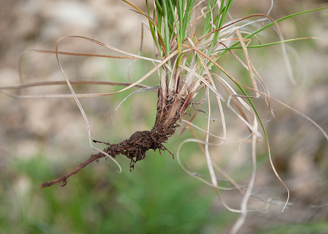 Image of Carex supina specimen.