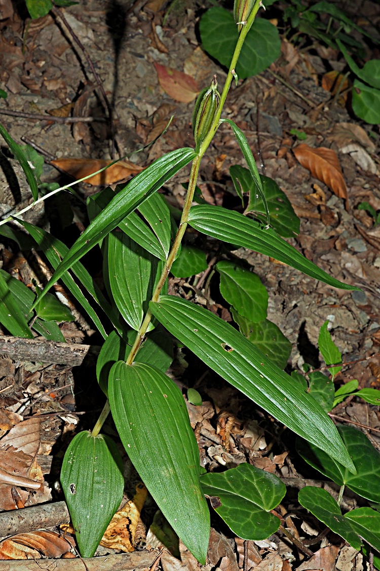 Image of Epipactis helleborine specimen.