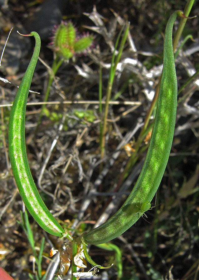 Image of Securigera securidaca specimen.