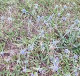 View full-size image Eryngium amethystinum