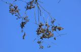 View full-size image Hovenia dulcis