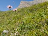 View full-size image Pyrethrum coccineum