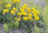 View full-size image Lotus corniculatus