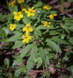Смотреть изображение Anemone ranunculoides