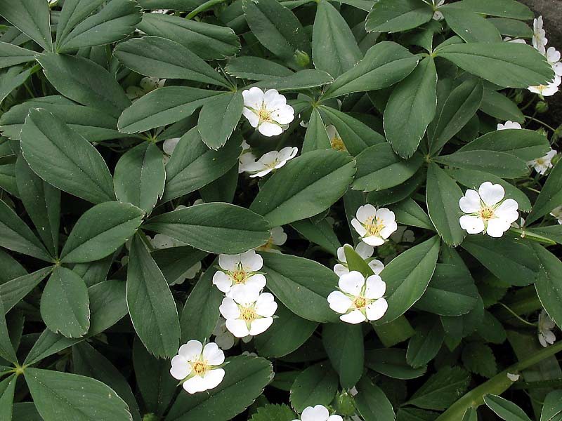 Image of Potentilla alba specimen.