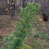 View full-size image Conyza canadensis
