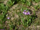 View full-size image Primula auriculata