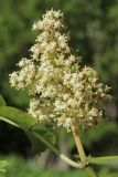 View full-size image Sambucus racemosa