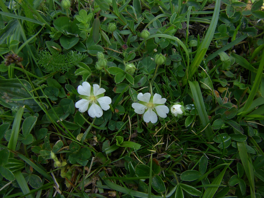 Image of Potentilla montana specimen.