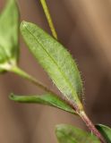 View full-size image Pseudostellaria heterantha