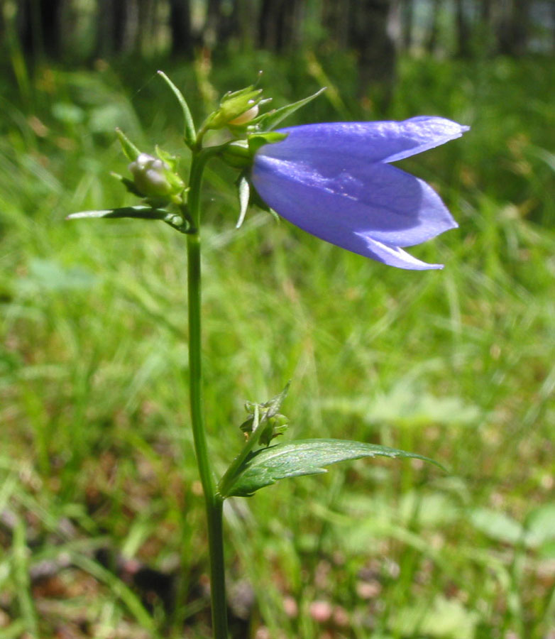 Изображение особи Adenophora tricuspidata.