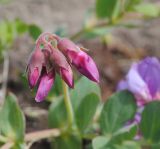 Смотреть изображение Lathyrus japonicus подвид pubescens