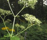 Valeriana tiliifolia