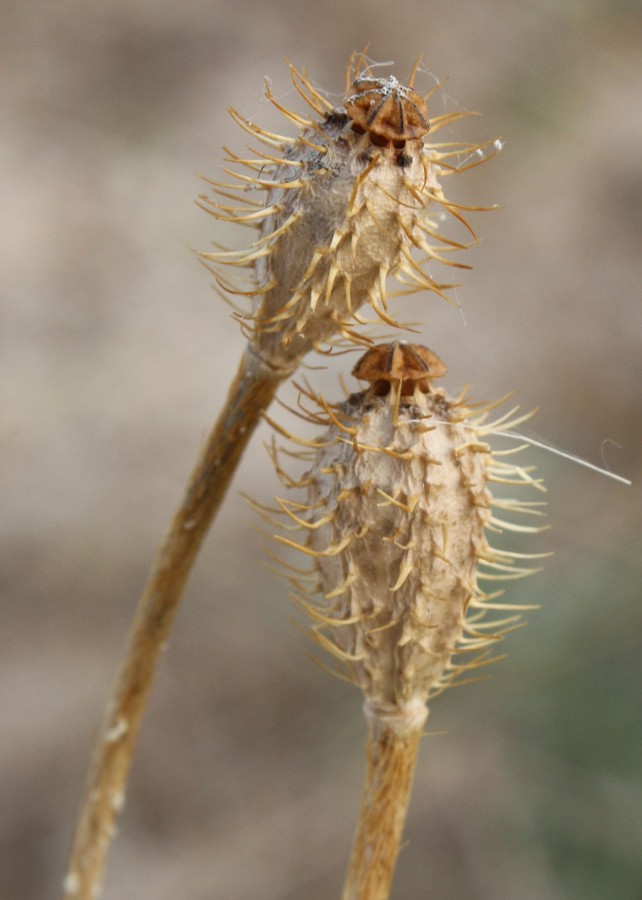 Image of Papaver hybridum specimen.