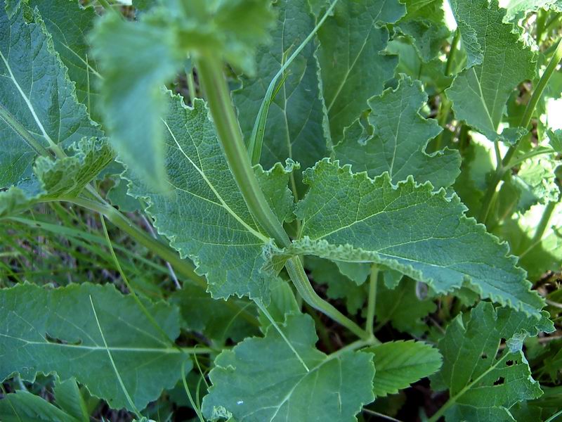 Image of Salvia stepposa specimen.