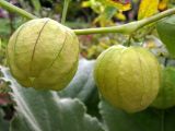 Physalis ixocarpa