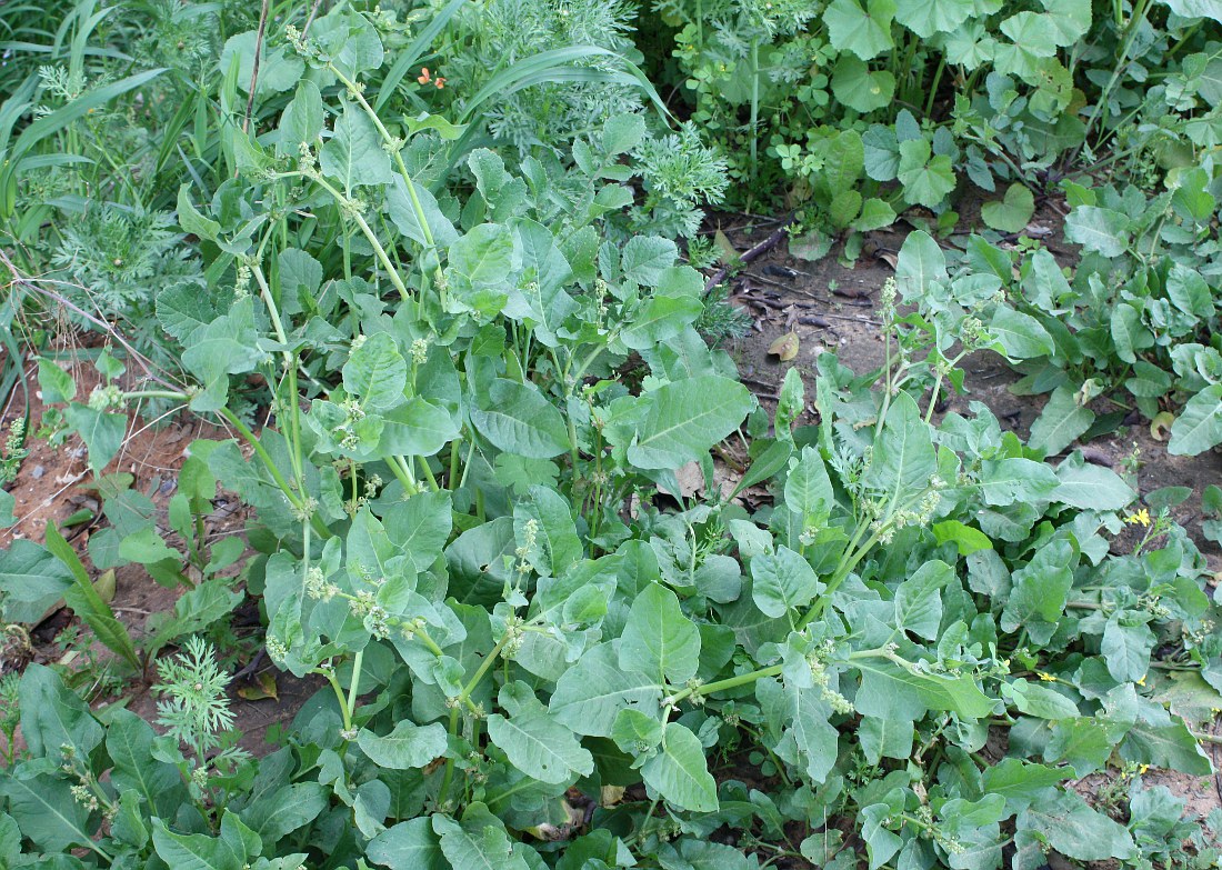 Image of Rumex spinosus specimen.