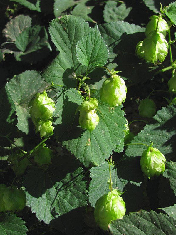 Изображение особи Humulus lupulus.