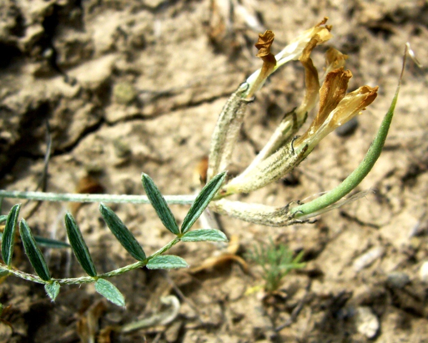 Изображение особи Astragalus juratzkanus.