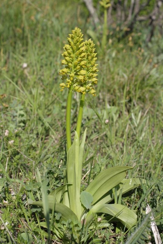 Image of Orchis punctulata specimen.