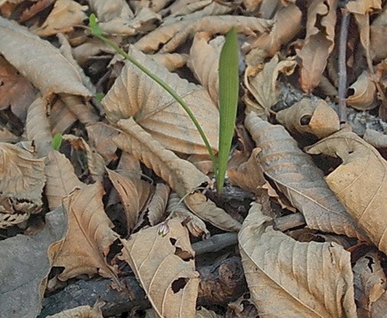 Image of Allium monanthum specimen.