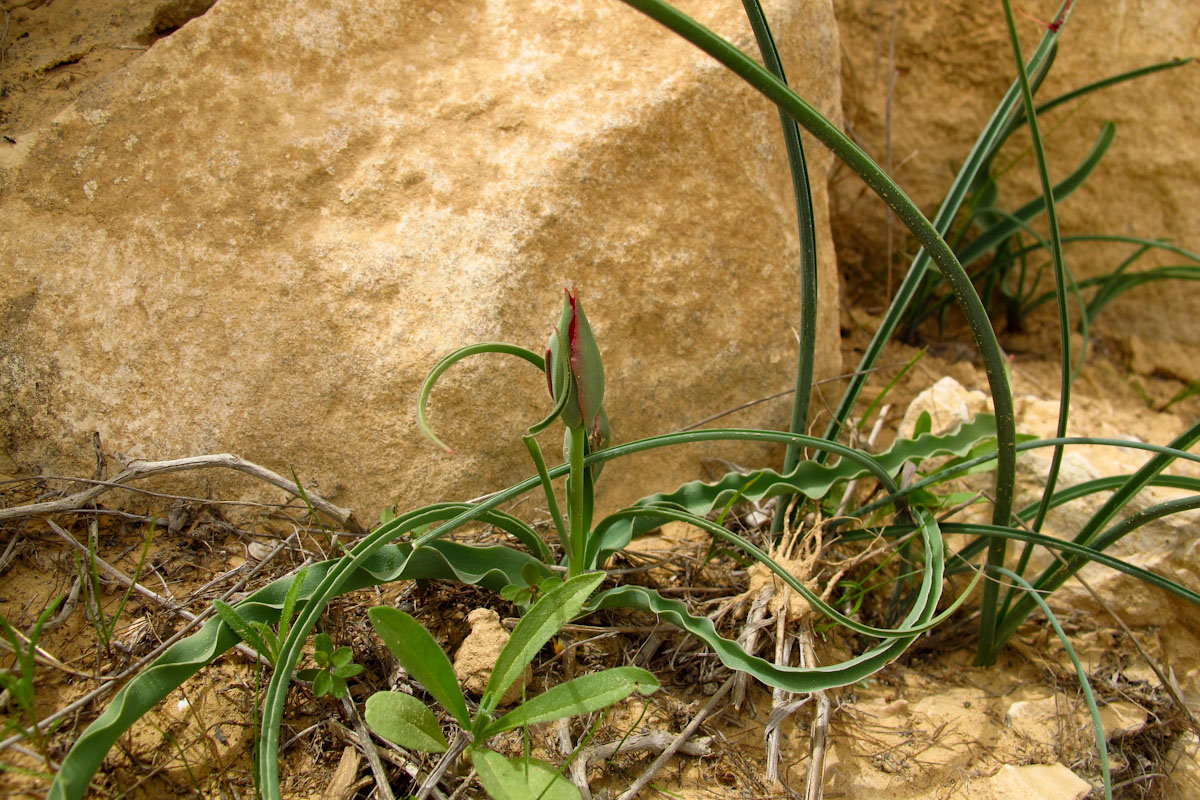 Изображение особи Tulipa systola.