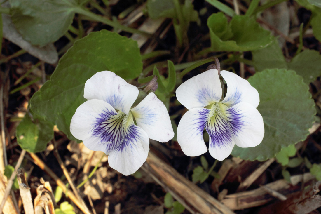 Image of Viola sororia specimen.