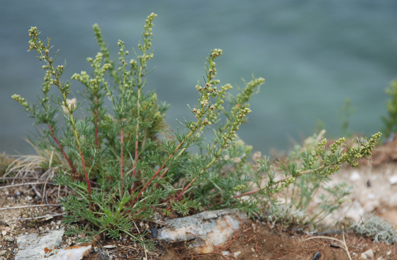 Image of genus Artemisia specimen.