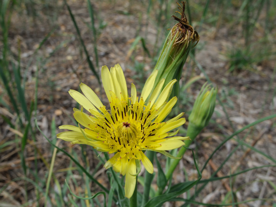 Image of Tragopogon dubius specimen.