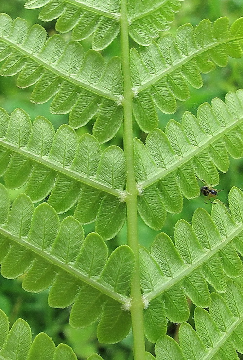 Image of genus Osmundastrum specimen.