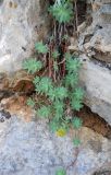 Euphorbia erythrodon. Цветущее растение. Крым, окр. г. Ялта, хр. Иограф, на скалах. 23 июня 2012 г.