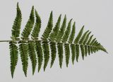 Dryopteris filix-mas. Верхняя часть спороносящей вайи (вид с абаксиальной стороны). Германия, г. Кемпен, в парке. 10.08.2012.