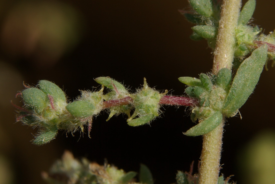 Image of Bassia hyssopifolia specimen.