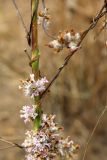 Cuscuta lehmanniana. Часть побега с цветками и плодами. Узбекистан, г. Ташкент, Ботанический сад им. Ф.Н. Русанова. 29.09.2012.