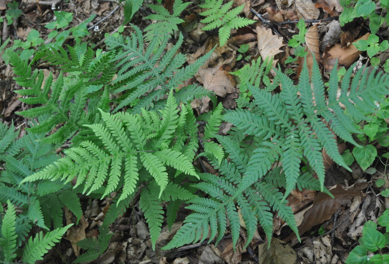 Image of Phegopteris connectilis specimen.