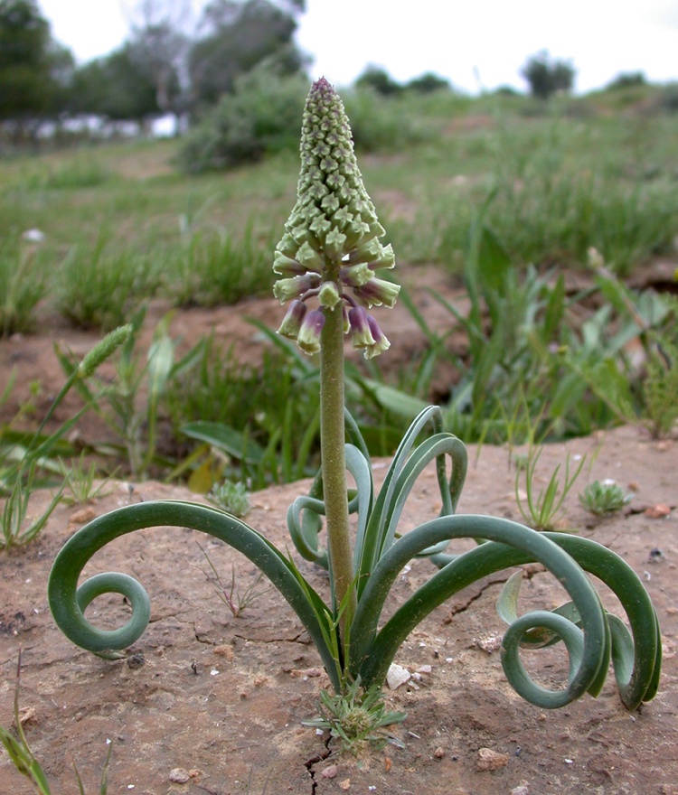 Image of Leopoldia longipes specimen.