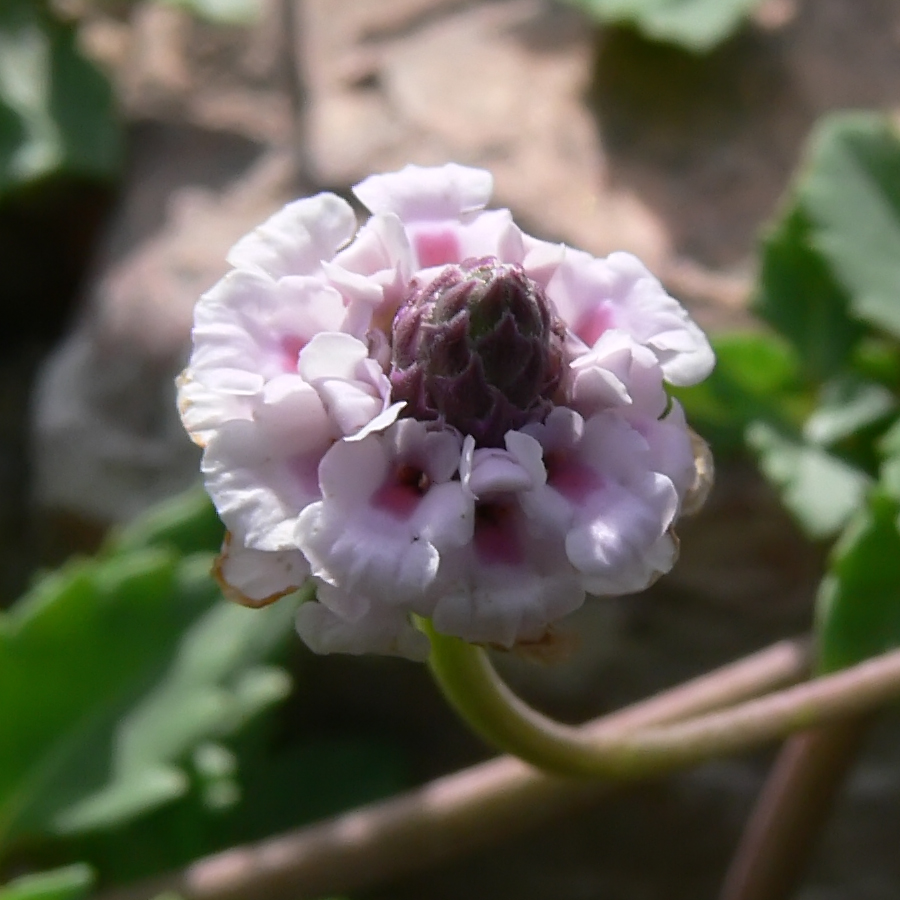 Изображение особи Lippia nodiflora.