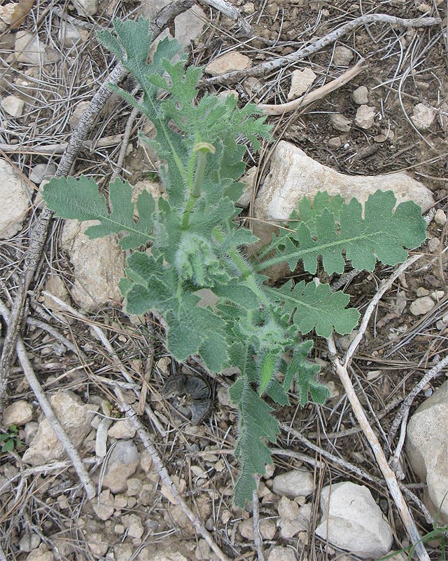 Image of genus Glaucium specimen.