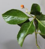 Euonymus japonicus. Верхняя часть побега с плодом. Германия, г. Кемпен, у велосипедной дорожки. 22.03.2013.