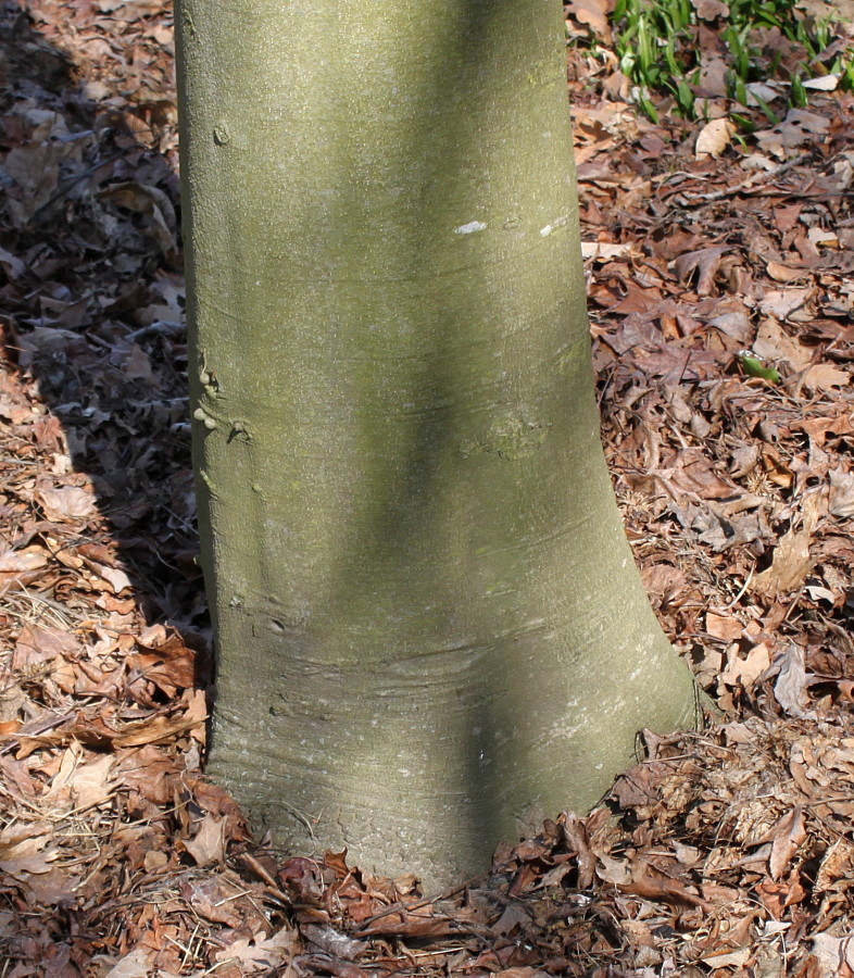 Image of Fagus sylvatica specimen.