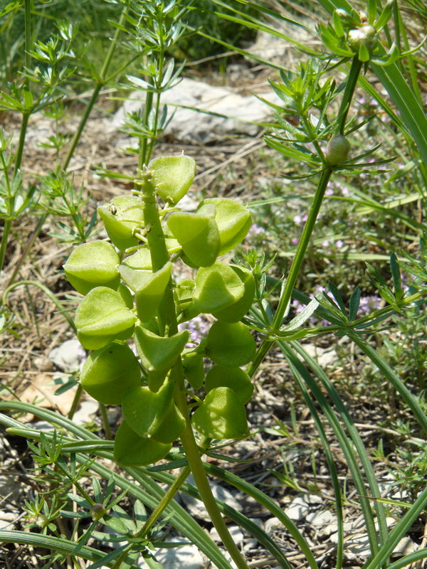 Изображение особи Muscari neglectum.