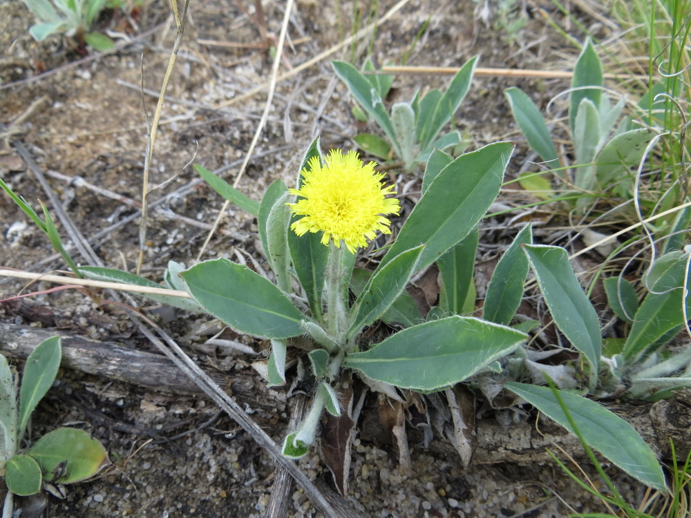 Image of Pilosella officinarum specimen.