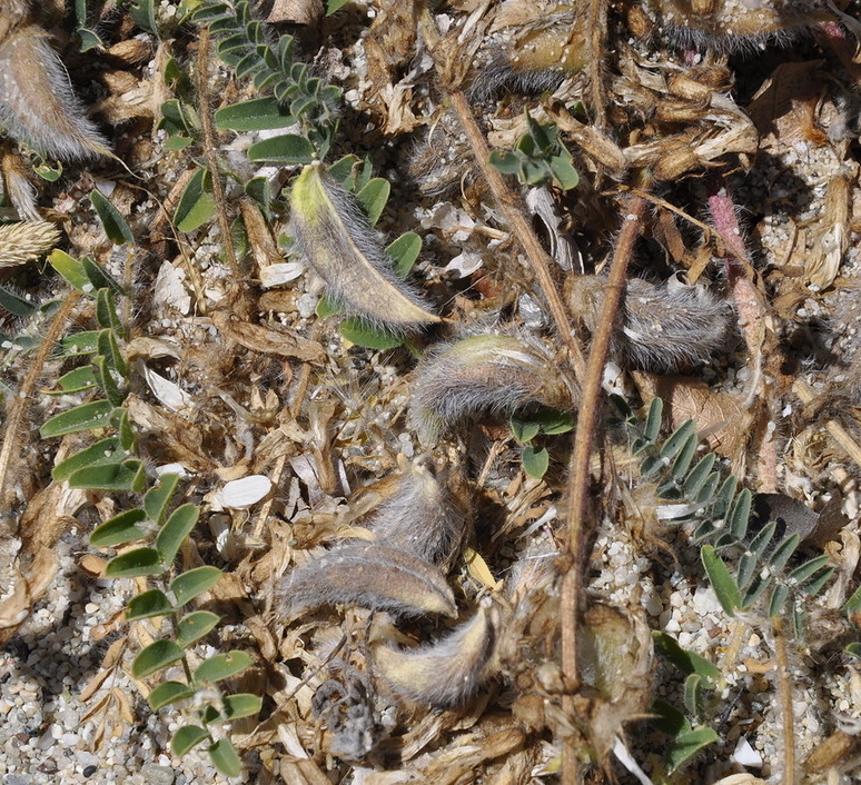 Изображение особи Astragalus suberosus ssp. haarbachii.