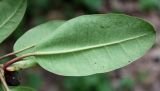 Rhododendron wardii. Лист; обратная сторона ('Ehrengold'). Германия, г. Krefeld, Ботанический сад. 11.05.2013.