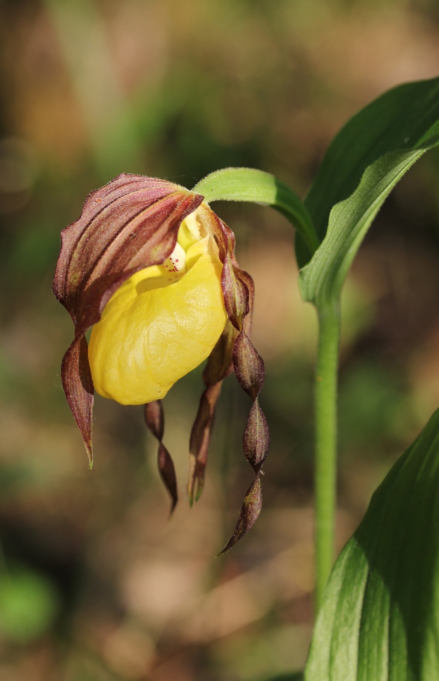 Изображение особи Cypripedium calceolus.