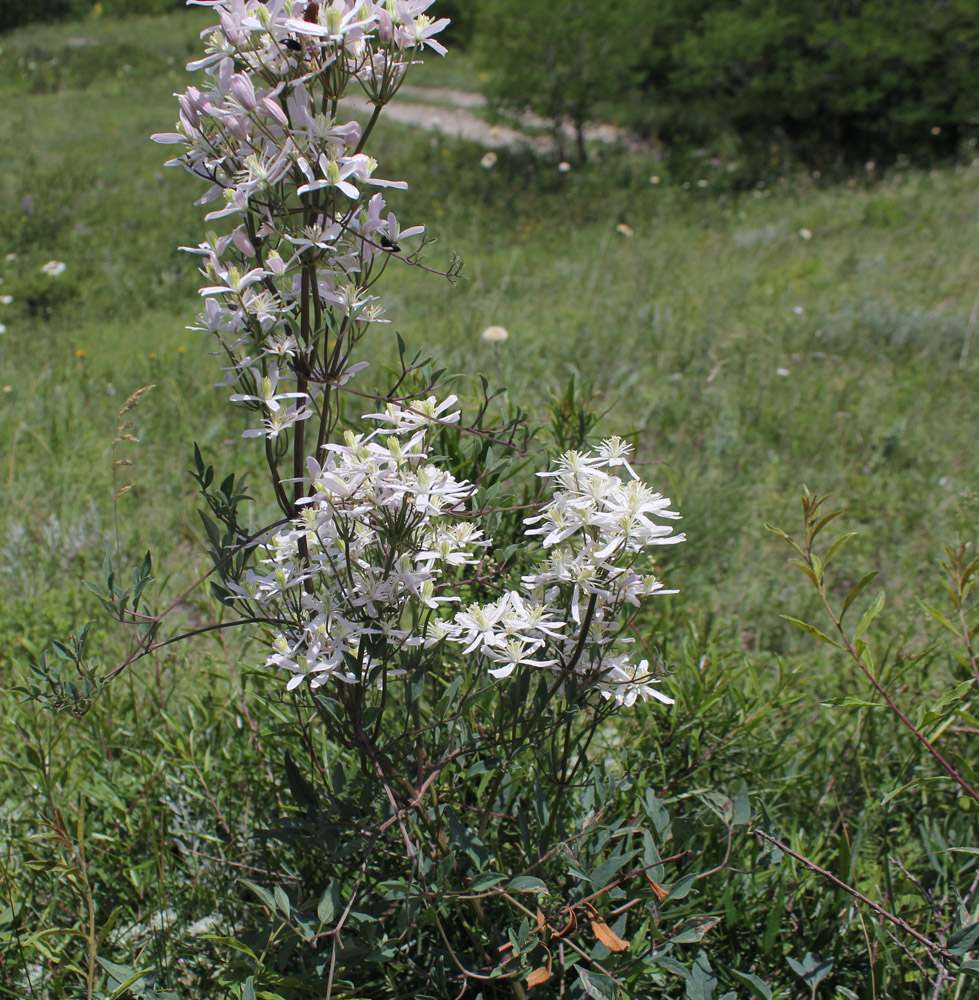 Image of Clematis lathyrifolia specimen.