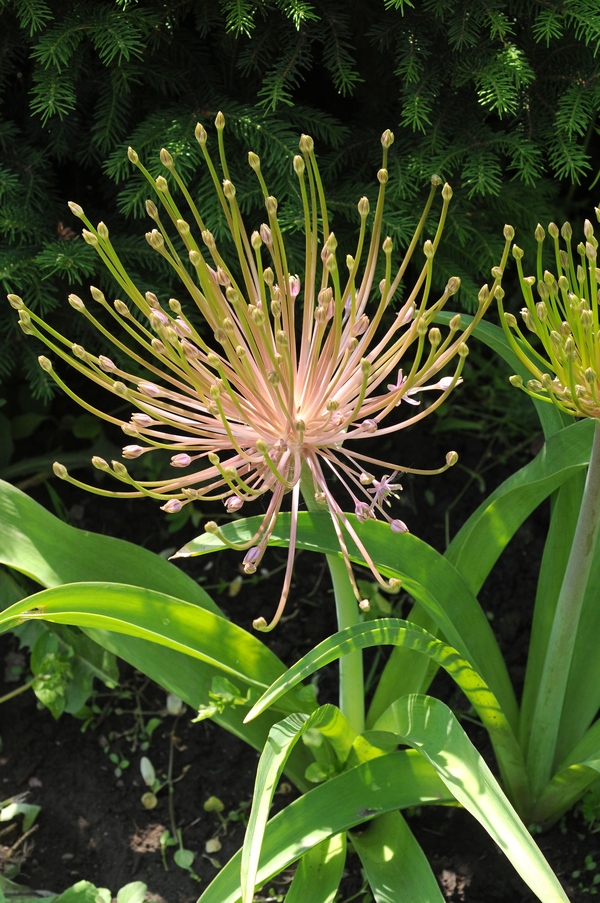 Image of Allium schubertii specimen.